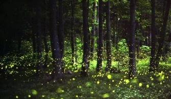 萤火虫娱乐吃瓜,揭秘娱乐圈吃瓜背后的真相与内幕