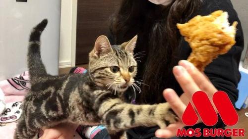 娱乐吃瓜小猫咪视频在线观看