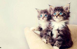 娱乐吃瓜小猫咪视频在线观看