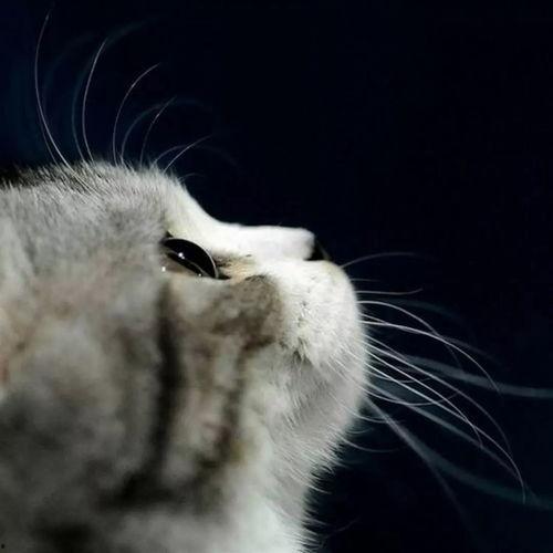 娱乐吃瓜小猫咪视频在线观看