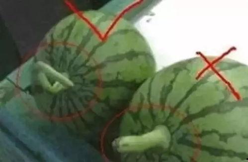 娱乐吃瓜名字大全,揭秘那些令人捧腹的“吃瓜”名字背后的故事