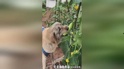 娱乐圈吃瓜小狗是谁,揭秘神秘网友背后的真实身份